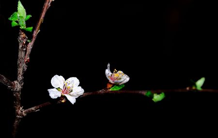 A very beautiful cherry blossoms in natureの写真素材