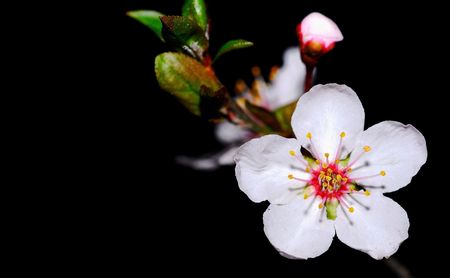 A very beautiful cherry blossoms in natureの写真素材