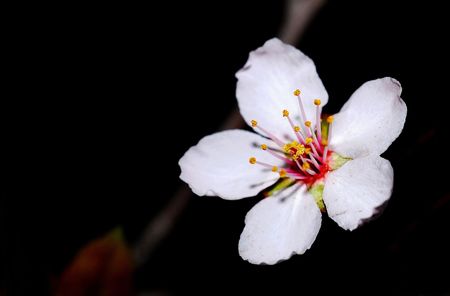 A very beautiful cherry blossoms in natureの写真素材