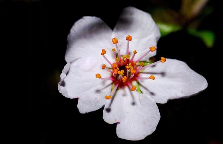 A very beautiful cherry blossoms in natureの写真素材