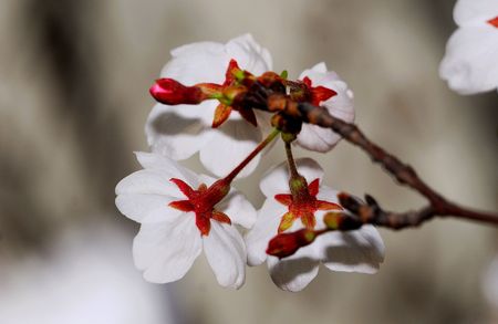 A very beautiful cherry blossoms in natureの写真素材