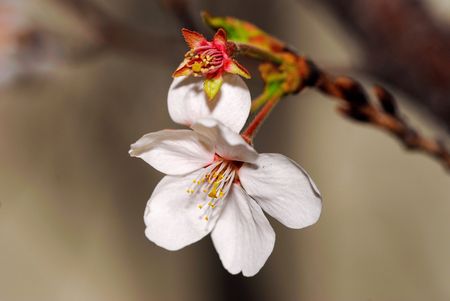 A very beautiful cherry blossoms in natureの写真素材