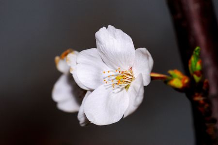 A very beautiful cherry blossoms in natureの写真素材