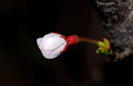 A very beautiful cherry blossoms in natureの写真素材