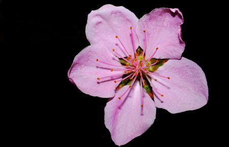 Nature is very beautiful peach blossomsの写真素材