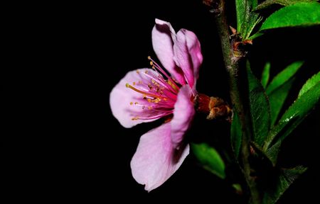 Nature is very beautiful peach blossomsの写真素材