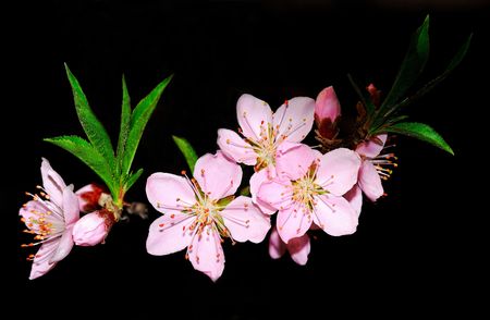 Nature is very beautiful peach blossomsの写真素材