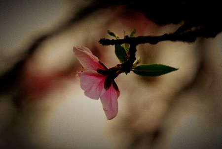 Nature is very beautiful peach blossomsの写真素材