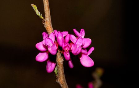 Nature of some beautiful flowersの写真素材