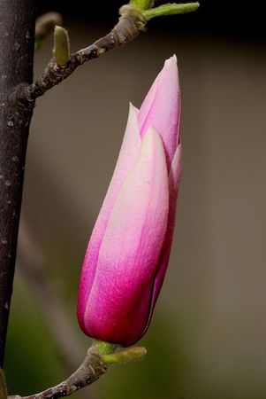 Nature is very beautiful magnoliaの写真素材