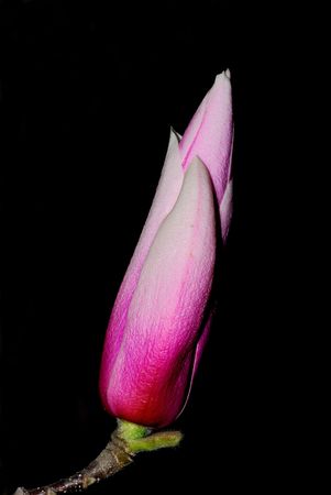 Nature is very beautiful magnoliaの写真素材