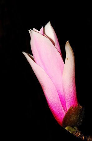 Nature is very beautiful magnoliaの写真素材