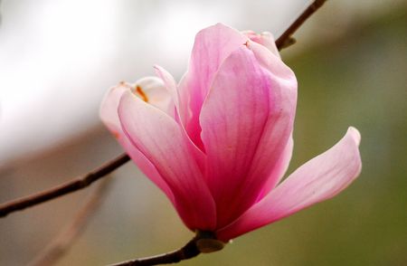 Nature is very beautiful magnoliaの写真素材