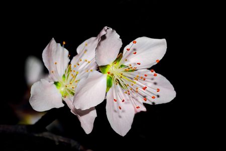 Nature is very beautiful peach blossomsの写真素材