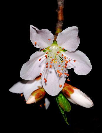 Nature is very beautiful peach blossomsの写真素材