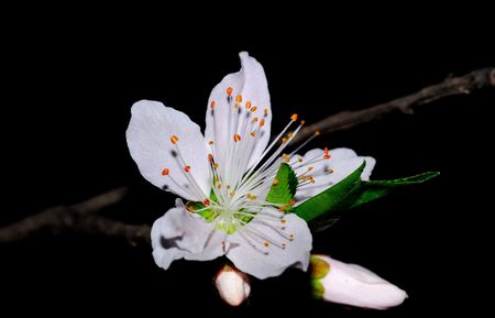 Nature is very beautiful peach blossomsの写真素材