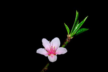 Nature is very beautiful peach blossomsの写真素材