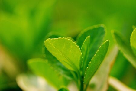 The leaves of the beautiful natureの写真素材