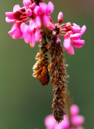 Nature of some beautiful flowersの写真素材