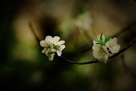 Nature of some beautiful flowersの写真素材
