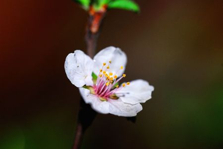 A very beautiful cherry blossoms in natureの写真素材