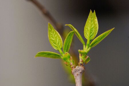 The leaves of the beautiful natureの写真素材