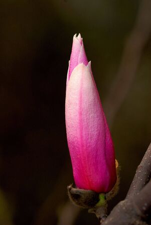 Nature is very beautiful magnoliaの写真素材