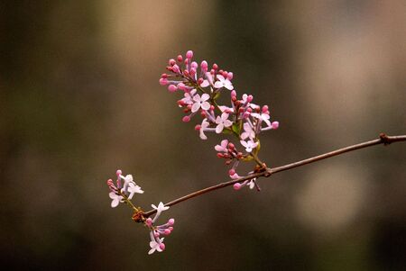 Nature is very beautiful lilac flowersの写真素材