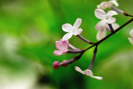 Nature is very beautiful lilac flowersの写真素材