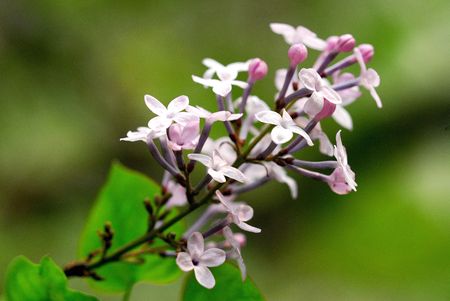 Nature is very beautiful lilac flowersの写真素材
