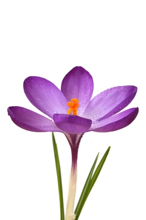 purple crocusの写真素材