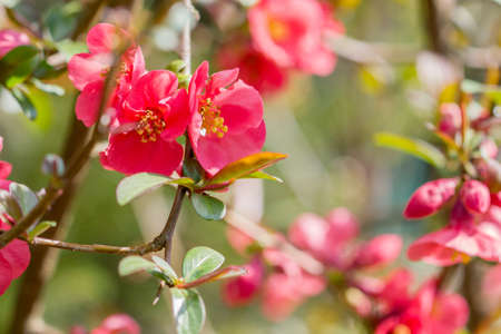 blossom of quinceの写真素材