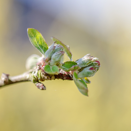 blossom of an apple treeの写真素材