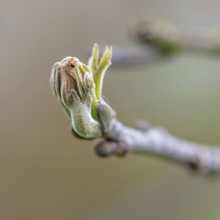 first branch of walnut treeの写真素材