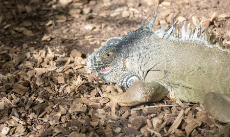 iguanaの写真素材