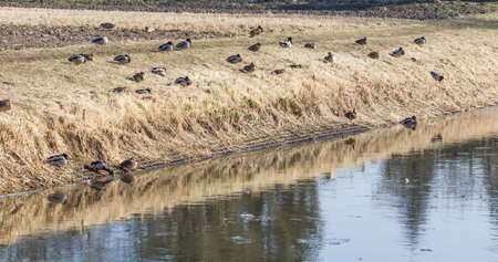 Wild ducksの写真素材