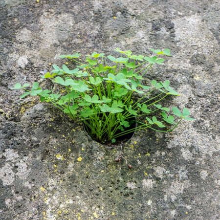 Plant finds a way to survive / Plant in a brick wallの写真素材