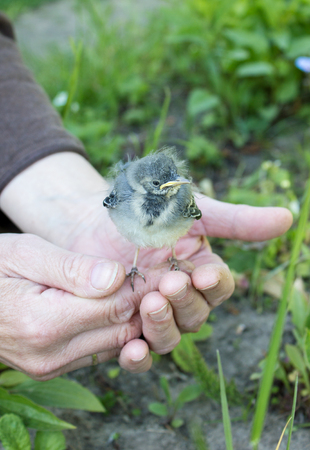 Orphaned bird childの写真素材