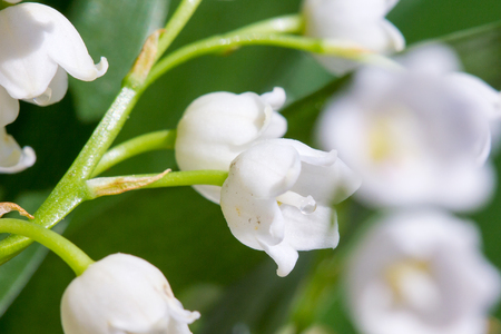 Lily of the valley - convallaria majalisの写真素材