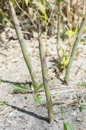 Bamboo sproutの写真素材