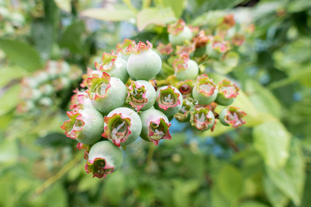 Unripe bilberry on a shrubの写真素材