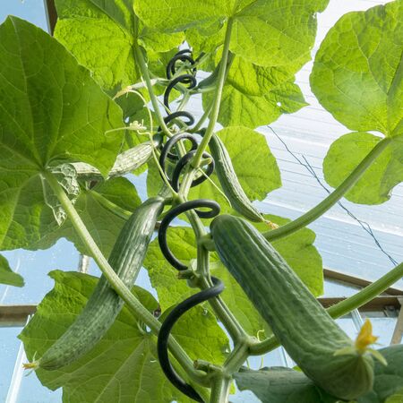 Green cucumbers in a greenhouseの写真素材