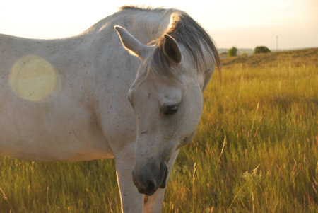 Horse at sunsetの写真素材