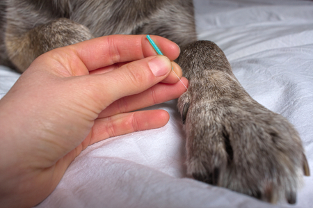 Dog acupunctureの写真素材