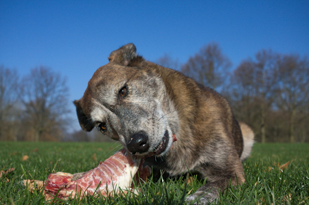 Dog eating rabbit carcassの写真素材