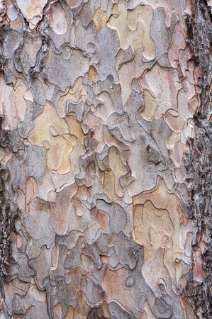 Bark texture - Black Pine