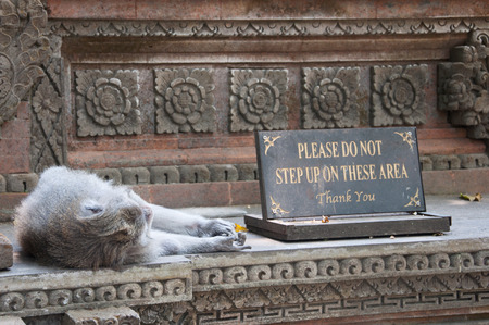 Balinese monkey sleeping in sacred monkey forest, Ubud, Bali, Indonesia.