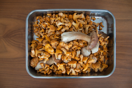 Yellow Chanterelle, Mushrooms in bowlの写真素材
