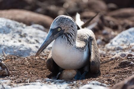 Blue footed booby with egg, North Seymour, Galapagos Islands, Ecuador.の写真素材