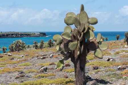 Giant Prickly Pear Cactus (Opuntia echios barringtonensis) on South plaza, Galapagos Islands, Ecuador, South America.の写真素材